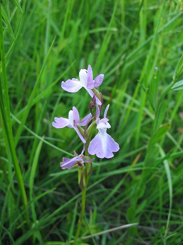 Orchis palustris